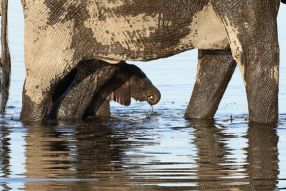 Delta of Okavango