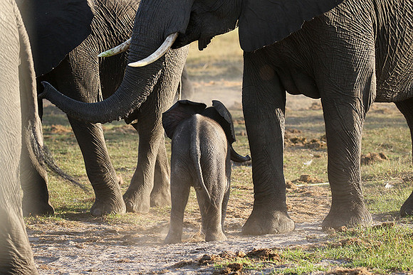 Delta of Okavango