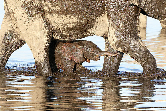 Delta of Okavango