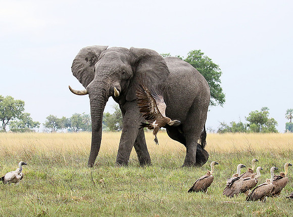 Delta of Okavango (Abu concession)