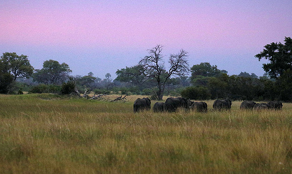 Delta of Okavango