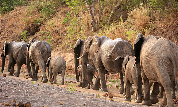 Mashatu game reserve