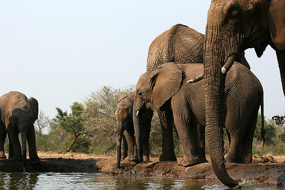 Mashatu game reserve