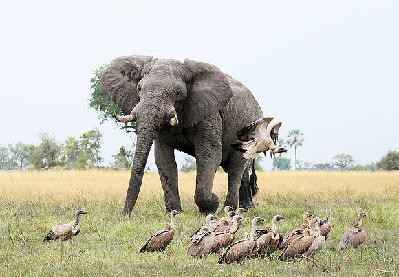 Delta of Okavango (Abu concession)