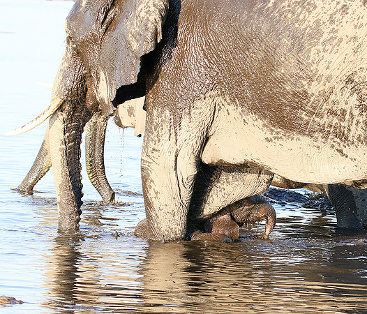Delta of Okavango (Abu concession)