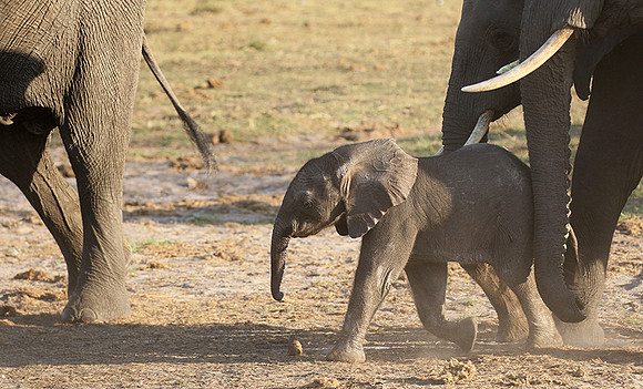 Delta of Okavango