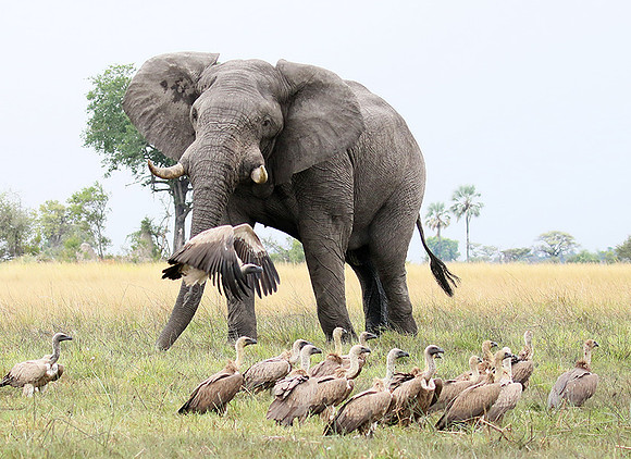 Delta of Okavango (Abu concession)