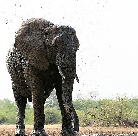 Mashatu game reserve
