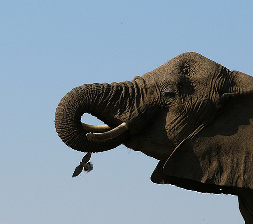 Mashatu : at the waterhole