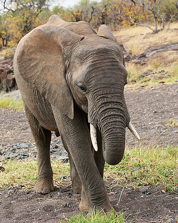 Mashatu game reserve