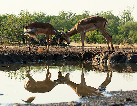 At the waterhole - Mashatu game reserve