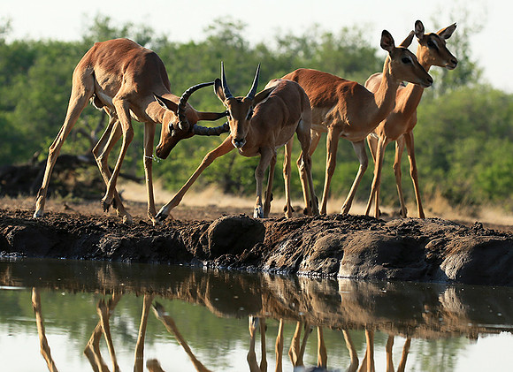 At the waterhole - Mashatu game reserve