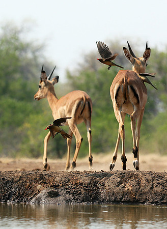 At the waterhole - Mashatu game reserve