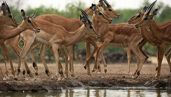 At the waterhole - Mashatu game reserve