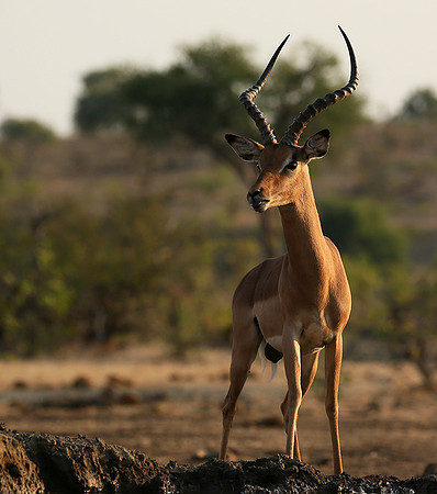 At the waterhole - Mashatu game reserve