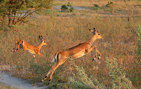 Delta of okavango
