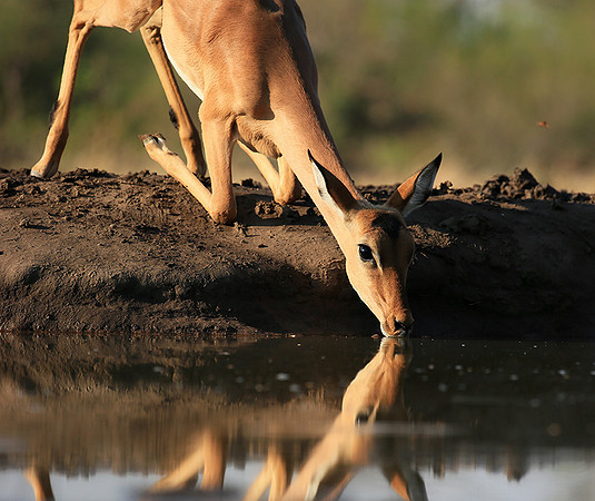 At the waterhole - Mashatu game reserve