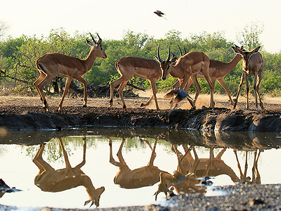 At the waterhole - Mashatu game reserve