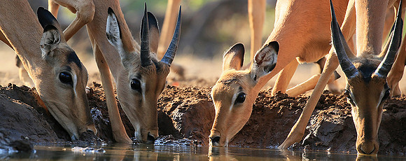 At the waterhole - Mashatu game reserve