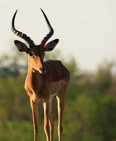 Impalas at the waterhole - Mashatu game reserve