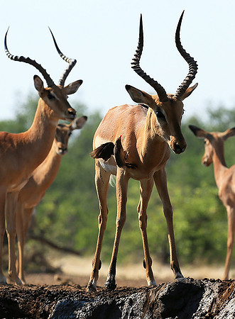 At the waterhole - Mashatu game reserve
