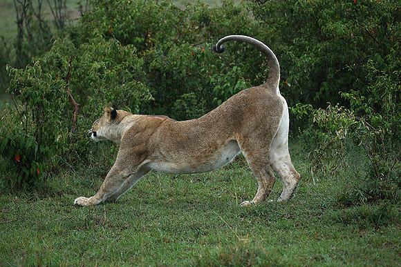Masaï Mara