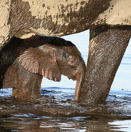 Delta of Okavango