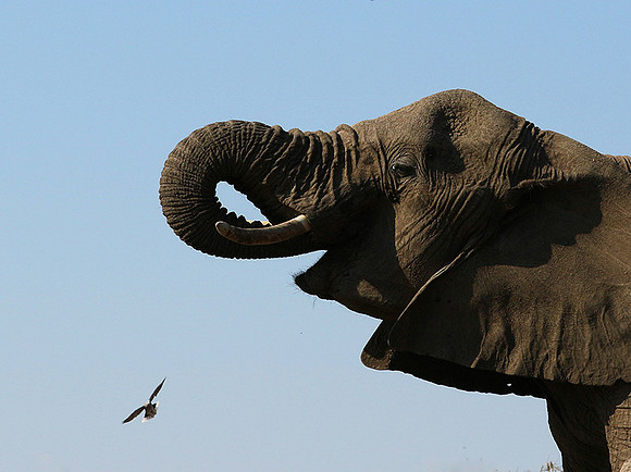 Mashatu : at the waterhole