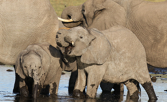 Delta of Okavango