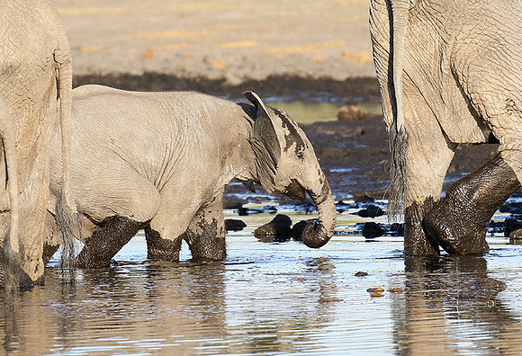 Delta of Okavango
