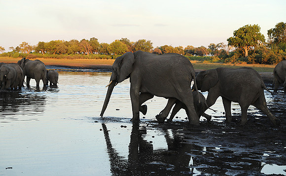 Delta of Okavango - Abu concession