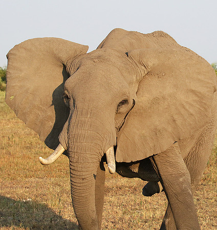 At Duba Plains