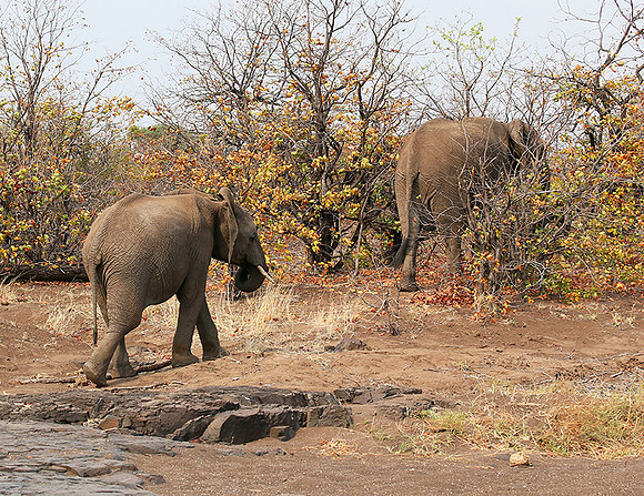 Mashatu game reserve