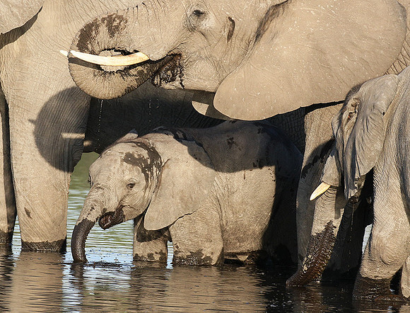 Delta of Okavango