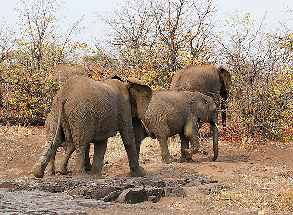Mashatu game reserve