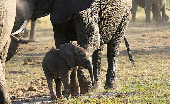 Delta of Okavango