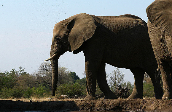 Mashatu : at the waterhole