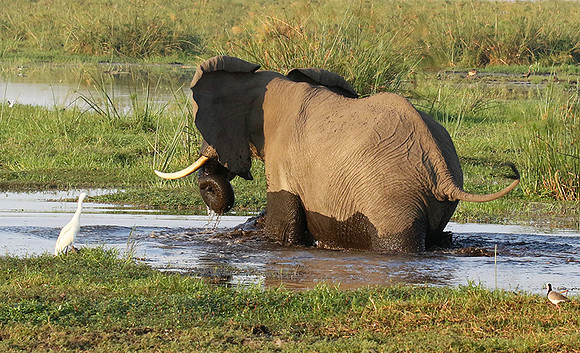 Delta of okavango