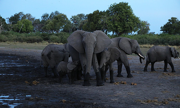 Delta of Okavango
