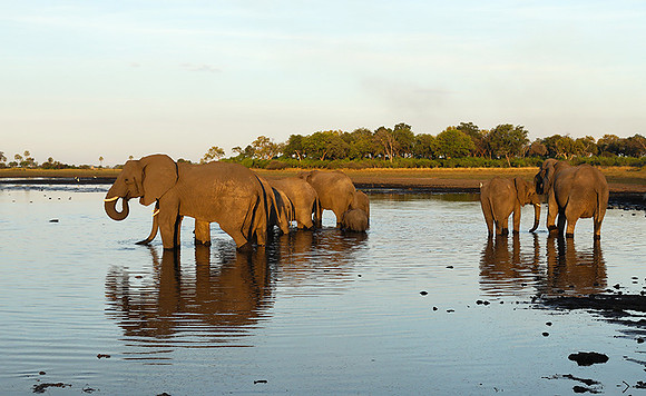 Delta of Okavango
