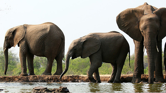 Mashatu game reserve