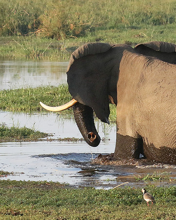 At Duba Plains