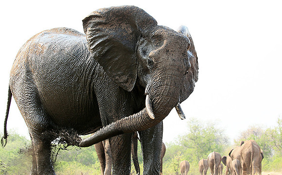 Mashatu game reserve
