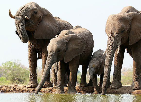 Mashatu game reserve