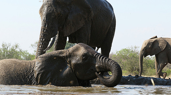 Mashatu : at the waterhole
