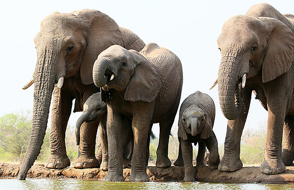 Mashatu game reserve
