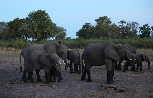 Delta of Okavango