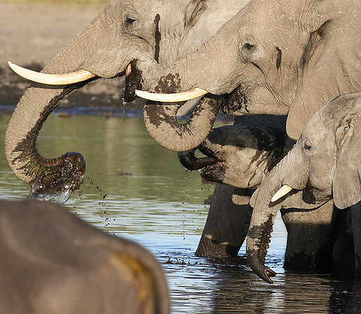 Delta of Okavango