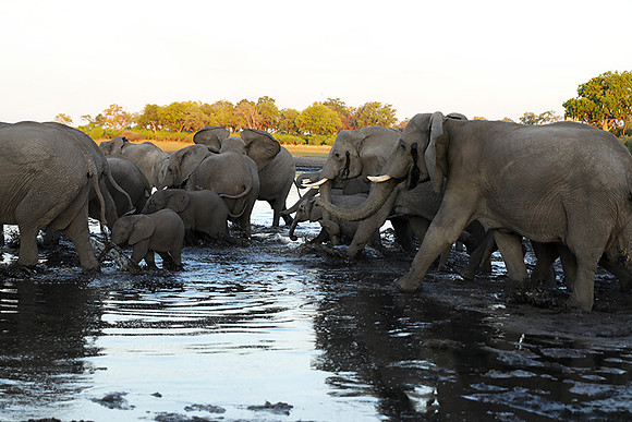 Delta of Okavango