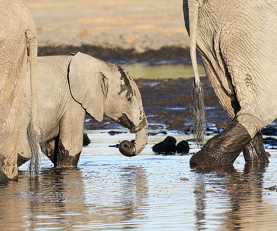 Delta of Okavango